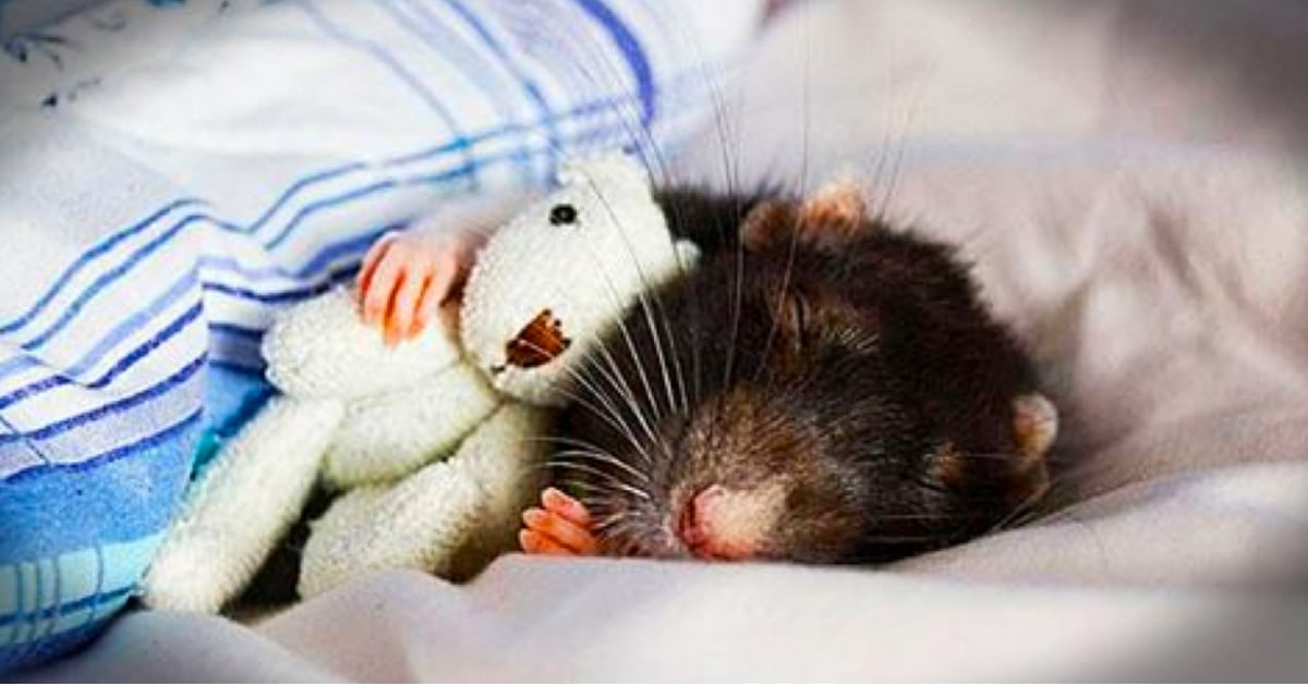 godupdates 14 cute rat photos fb