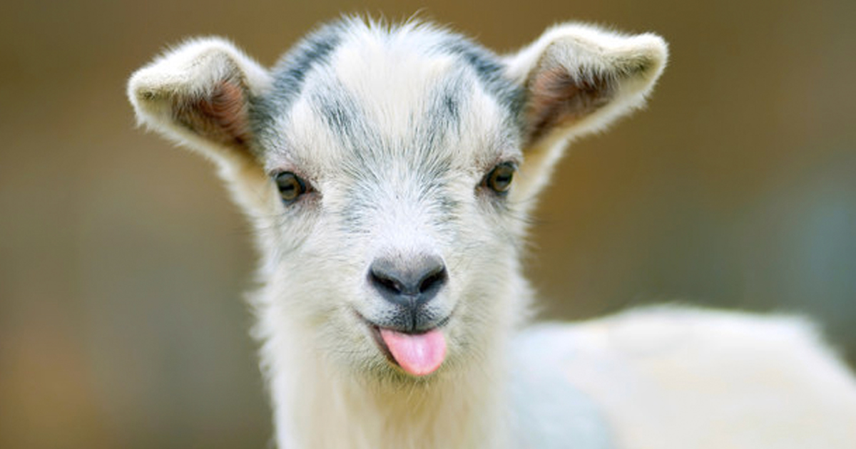 15 Inspirational Quotes From Goats To Brighten Your Day