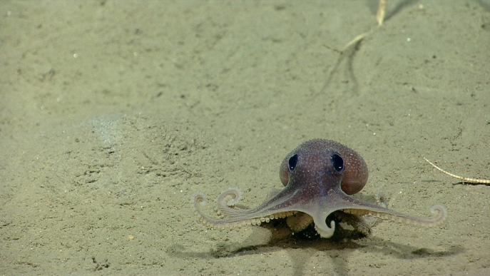 mj-godupdates-20-animal-babies-octopus