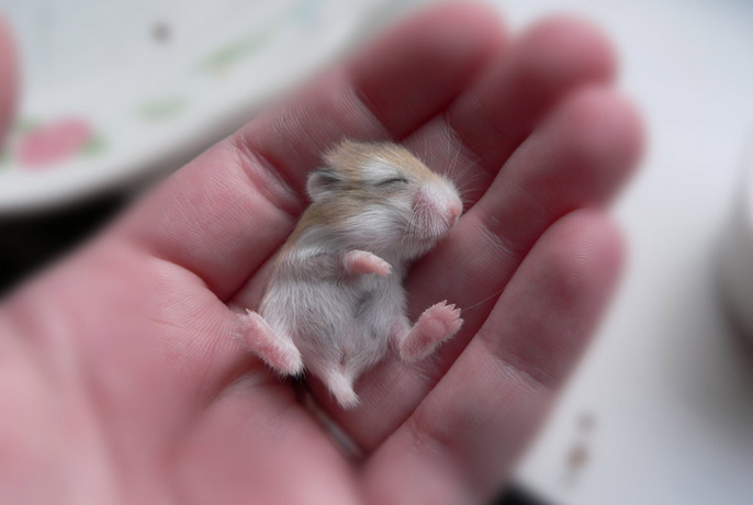 mj-godupdates-20-baby-animals-hamster