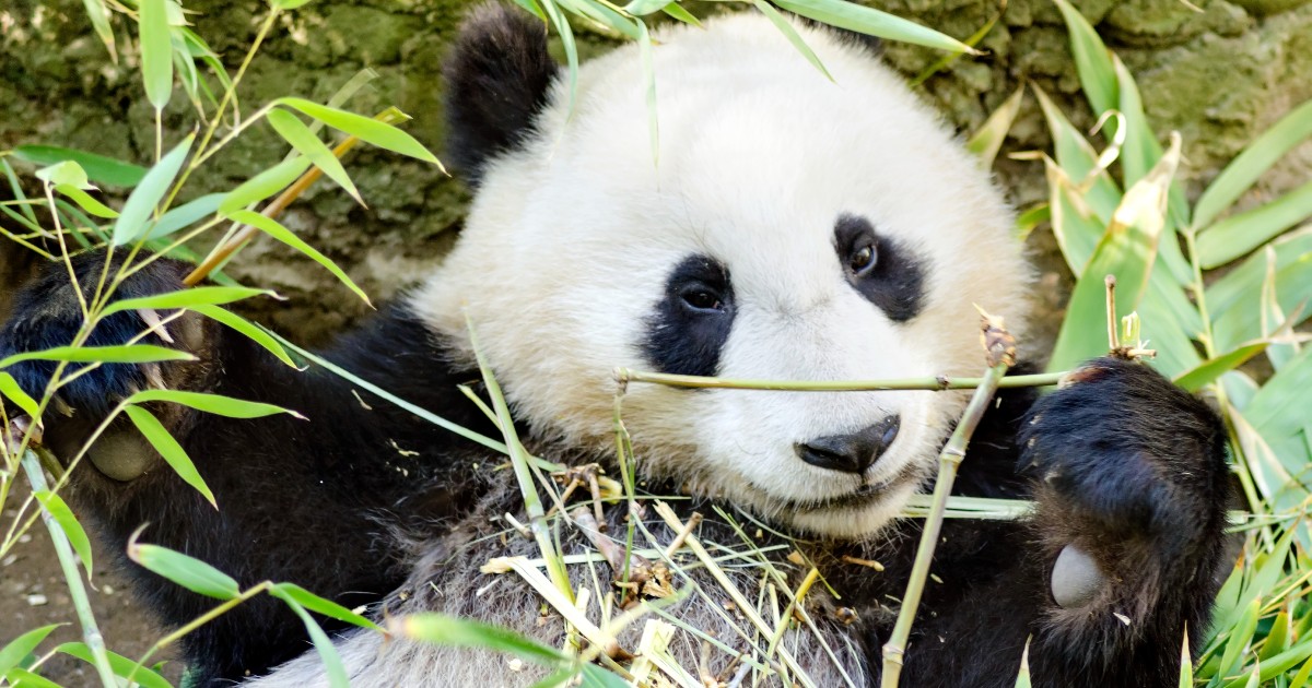 panda daycare