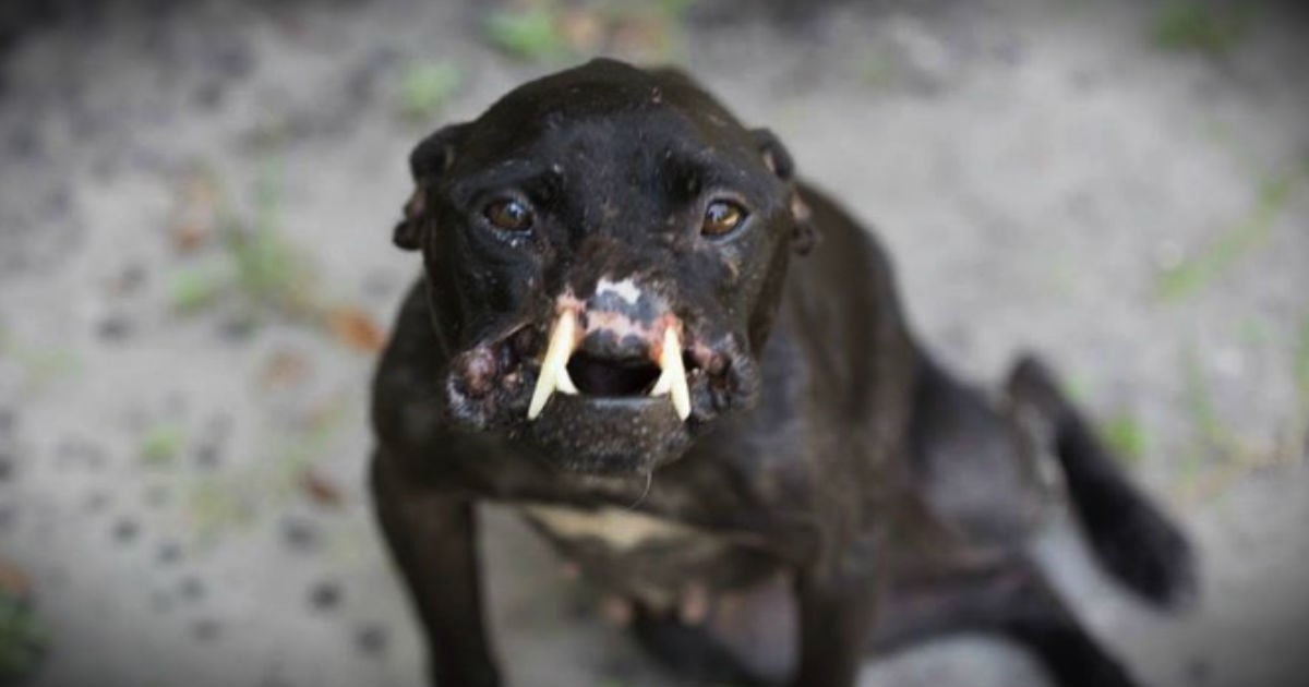 Pit Bull Has Half A Face After Abuse, But Lots Of Love Still In Her Heart