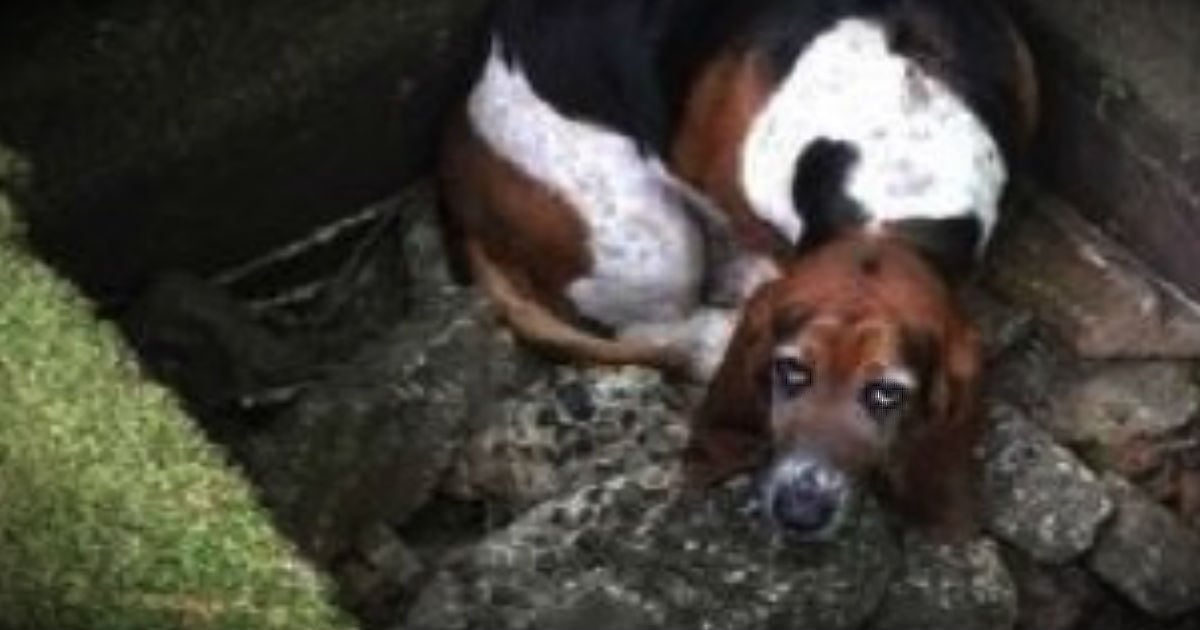 sad basset hound rescue