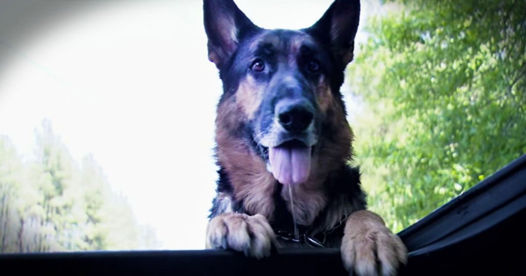 jd-godvine-angel dog hero saves car crash victim-FB