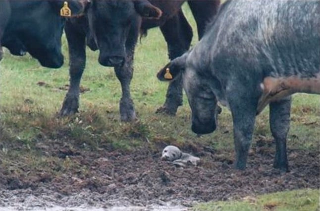 godupdates herd of cows find baby seal in mud 1