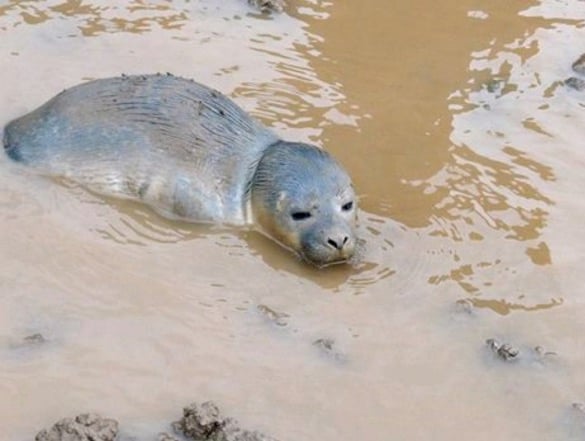 mj-godupdates-cows-find-baby-seal-in-mud-2