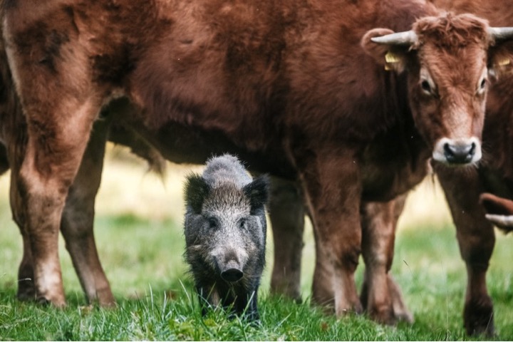 mj-godupdates-herd-of-cows-adopt-wild-boar-2