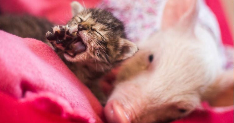 godupdates rescued kitten and piglet make unlikely pair 1