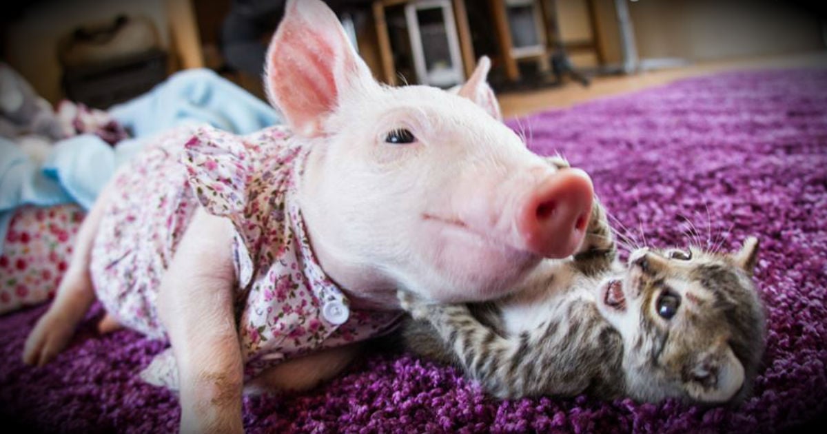 godupdates rescued kitten and piglet make unlikely pair fb