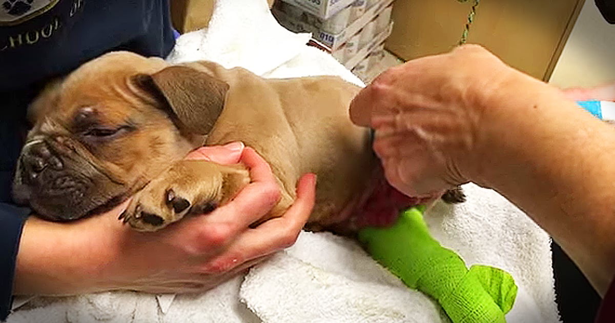 Bueller Broken Puppy With Paralyzed Legs Transformation