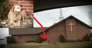 godupdates dog abandoned outside of a church finds home fb