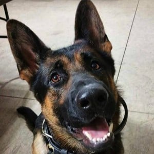 godupdates little girl donates allowance in honor of slain police dog 3