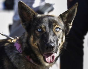 godupdates luna miracle dog survives being lost at sea 1