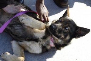 godupdates luna miracle dog survives being lost at sea 3