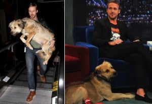 godupdates ryan gosling rescues dog from the middle of the road 3