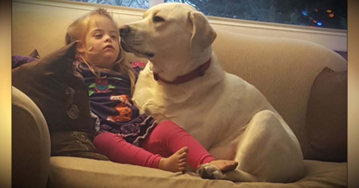 godupdates diabetic alert dog hero saves little girl sadie fb