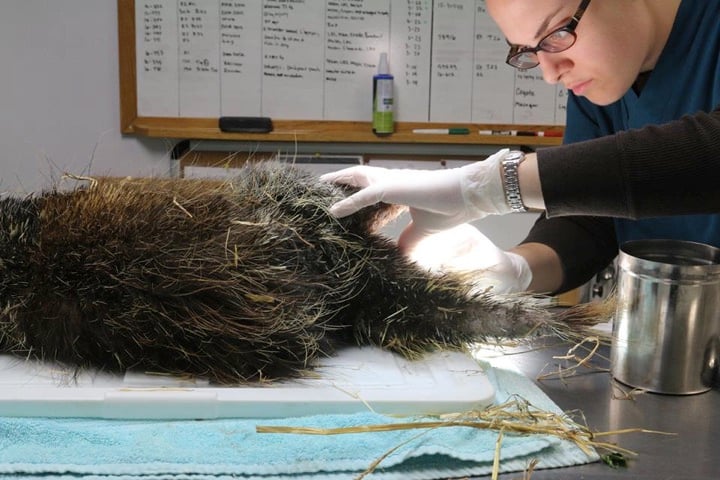 godupdates porcupine rescued after skin disease make quills fall out 2