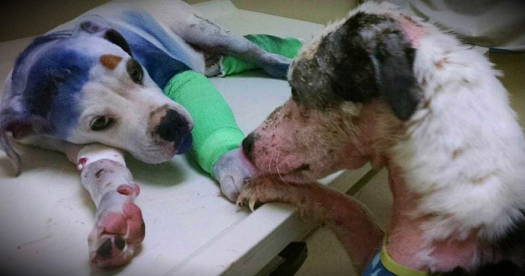godupdates severely abused puppy comforted by fellow shelter dog fb