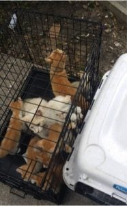 godupdates facebook post helps save neglected husky 4