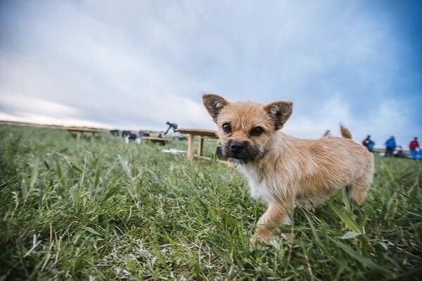 godupdates desert stray dog picks extreme marathon runner as her human 5