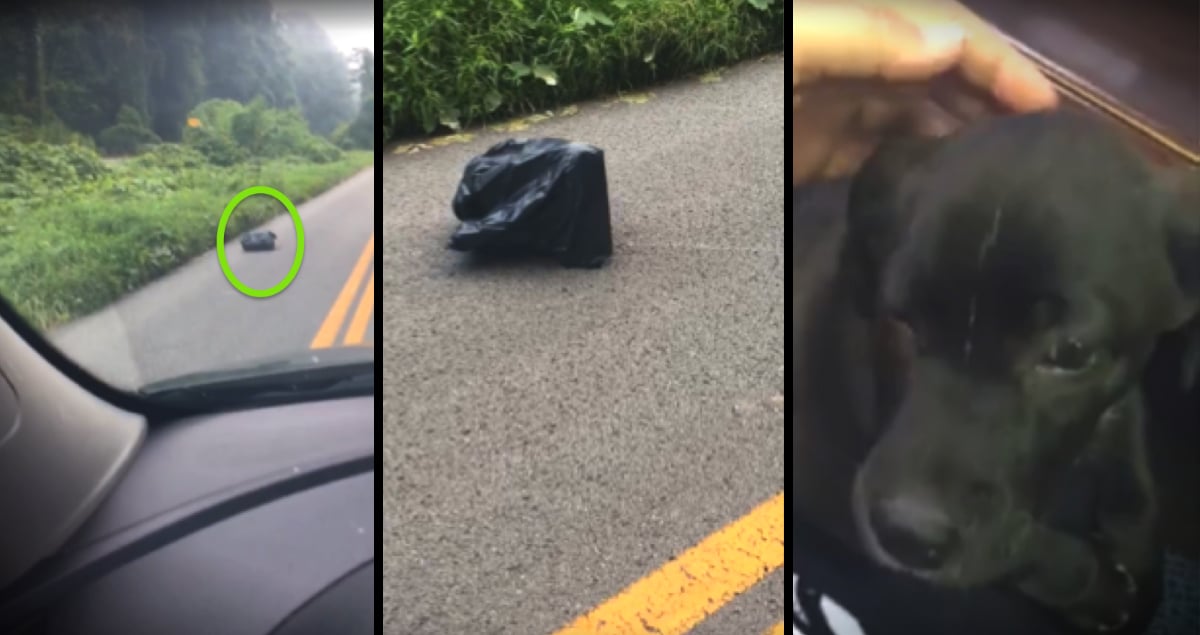 Abandoned Puppy Tied Up In A Trash Bag Rescued By Woman Driving By