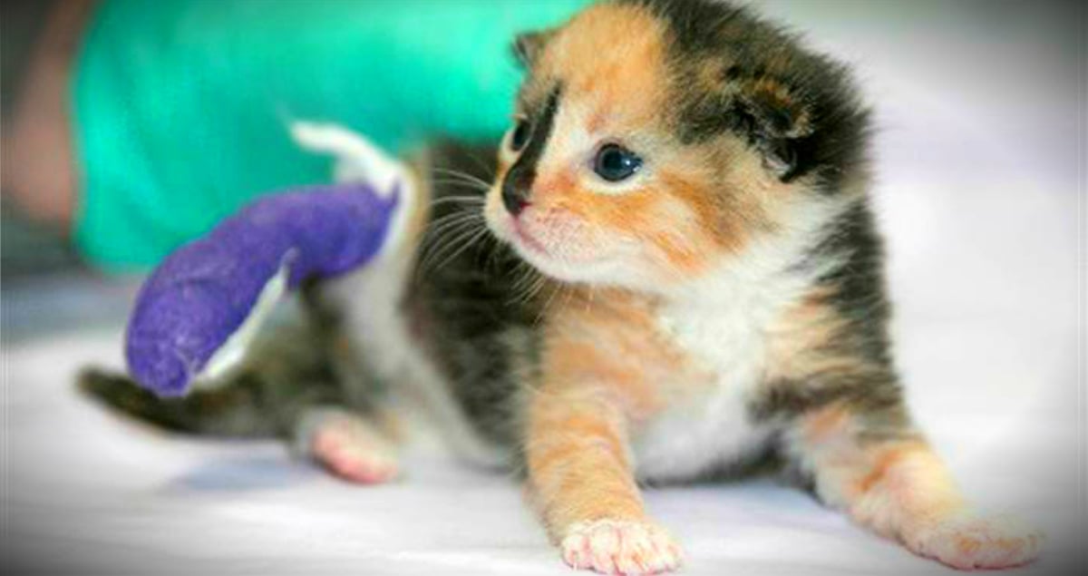 godupdates kitten amputee helps disabled veteran battling ptsd fb