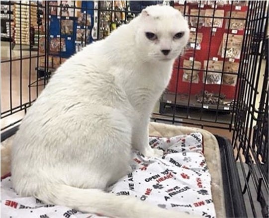 godupdates earless cat saves the woman who rescued him 1