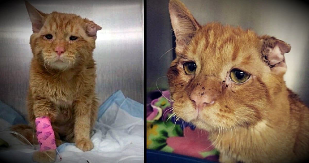 Saddest Cat On The Internet' Is Adopted & Gets A Happy Ending