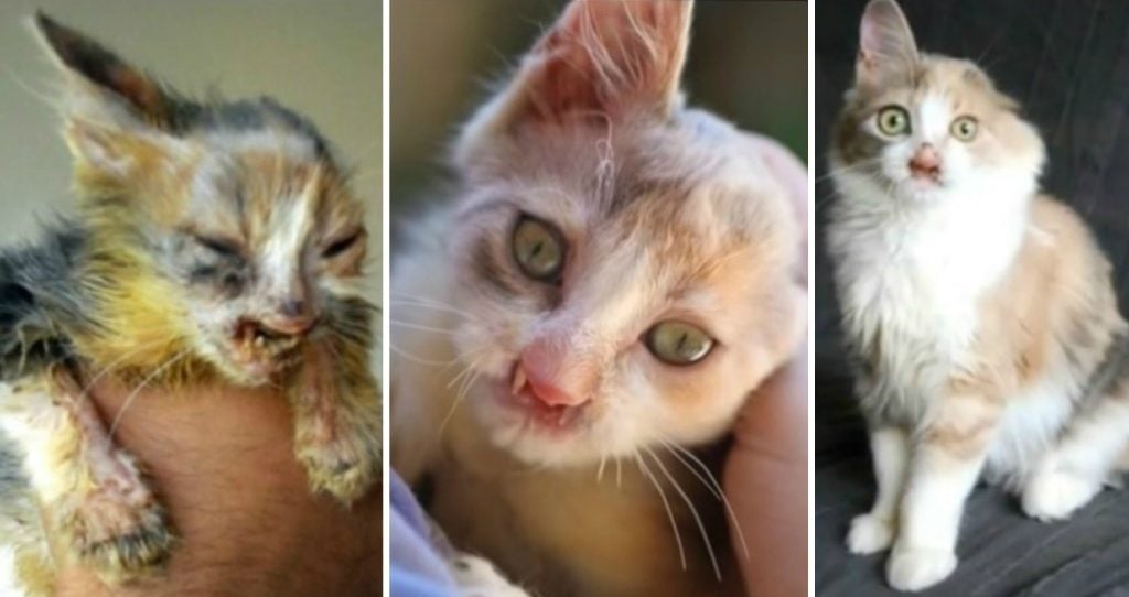 godupdates kitten with a deformed face gets second chance 1