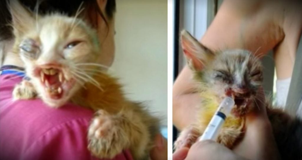 godupdates kitten with a deformed face gets second chance fb
