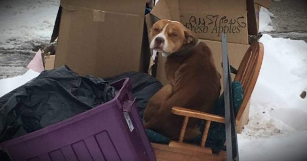 godupdates emaciated pit bull thrown out with trash in freezing cold fb