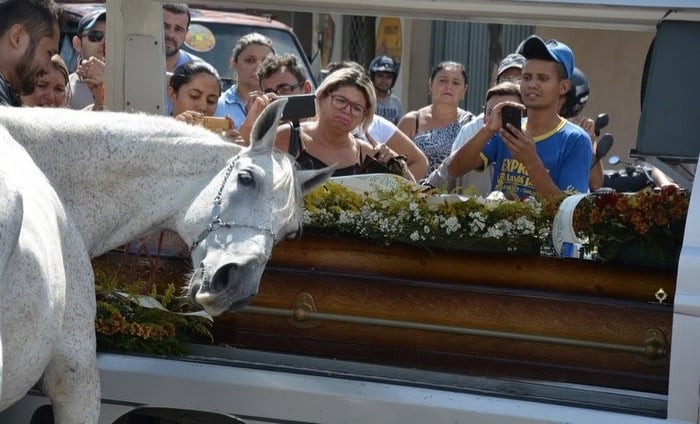 godupdates horse grieving his owner's death at funeral 4