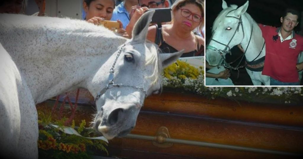 godupdates horse grieving his owner's death at funeral fb