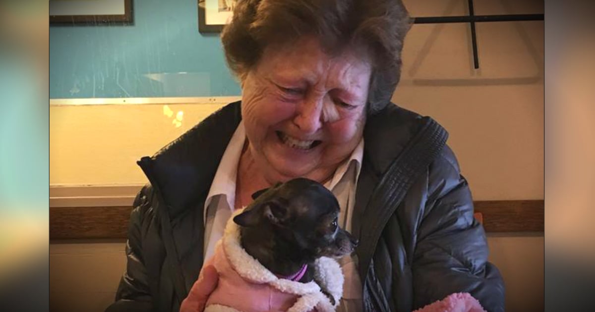 godupdates lonely grandma adopted a senior chihuahua fb