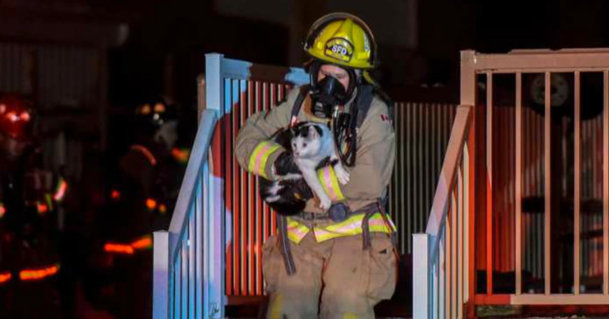 godupdates Heroic Cat Saved The Entire Family From A House Fire By Biting Mom fb