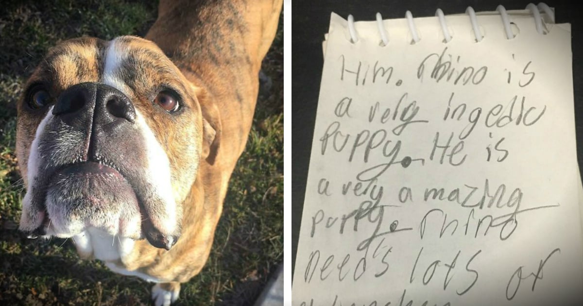 godupdates Rescue Dog Returned To Shelter With Heartbreaking Letter Attached fb