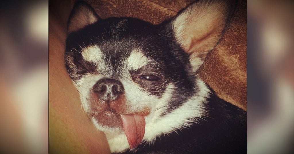 godupdates love gave this dying chihuahua a miracle fb