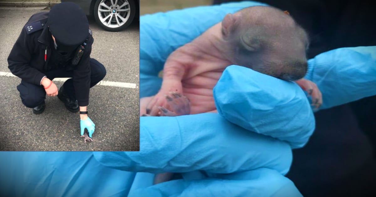 godupdates police rescue abandoned baby squirrel in middle of street fb