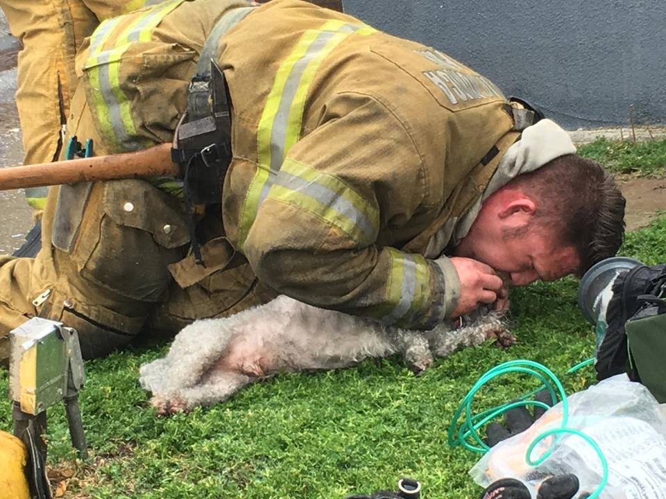 Firefighter Pulls Lifeless Dog From Burning Building And Uses CPR To Bring Him Back _ godupdates