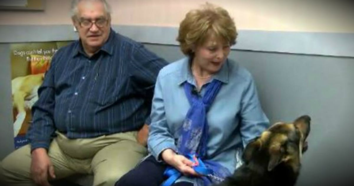 godupdates missing german shepherd miraculously shows up on doorstep 4 years later fb