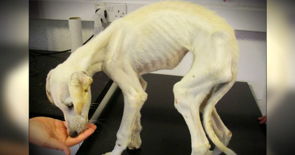 godupdates thinnest dog walks woman who rescued him down aisle fb