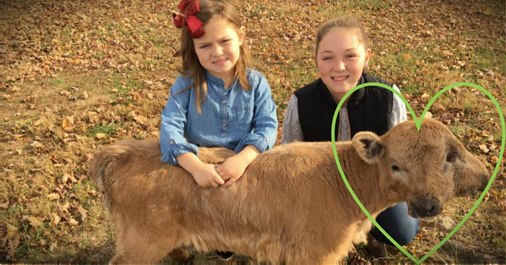 godupdates family calls lucky the two-headed calf a miracle fb heart