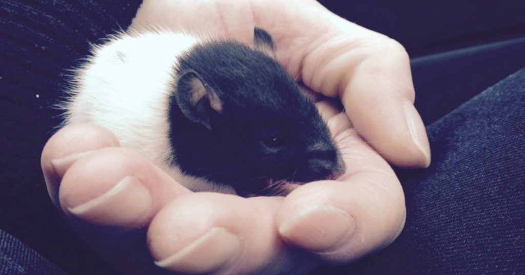 godupdates pet rat overdosed on heroin gets saved fb