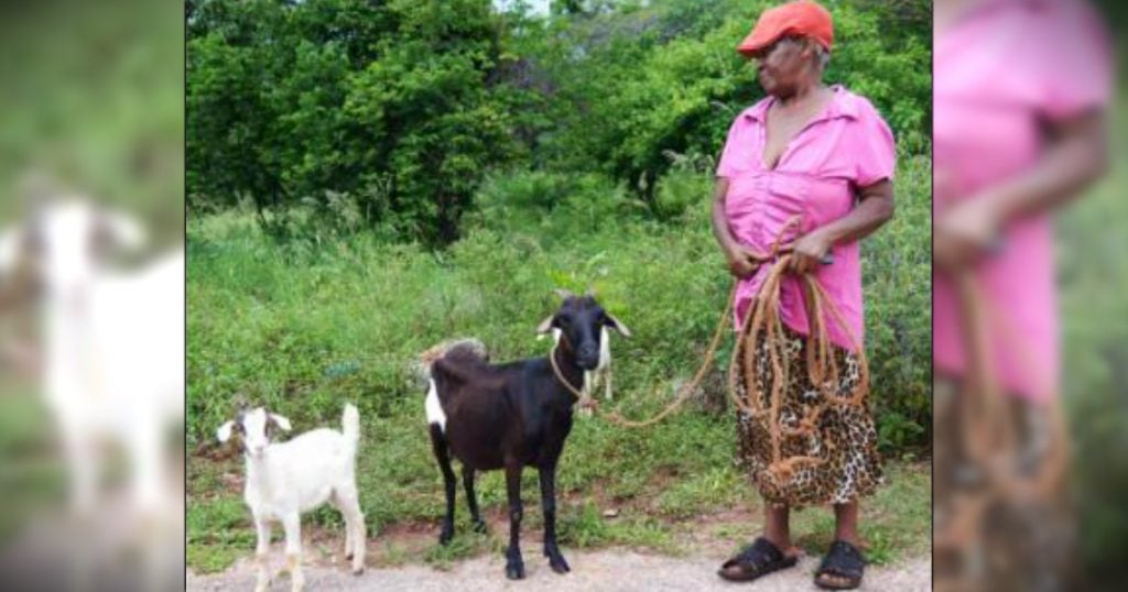 godupdates woman says god saved her goats from flood 1
