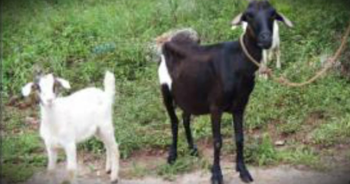 godupdates woman says god saved her goats from flood fb
