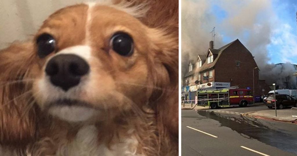 heroic dog saves pregnant woman _ fire _ daisy _ god updates