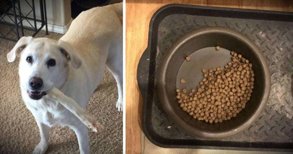 Heartsick Dog Leaves Half Of His Dog Food For Deceased Fur-Brother _ everything inspirational