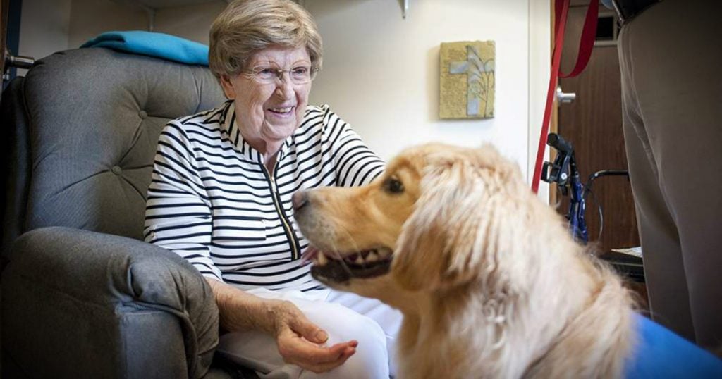 godupdates miracle dog overcomes years of therapy to give therapy to others fb