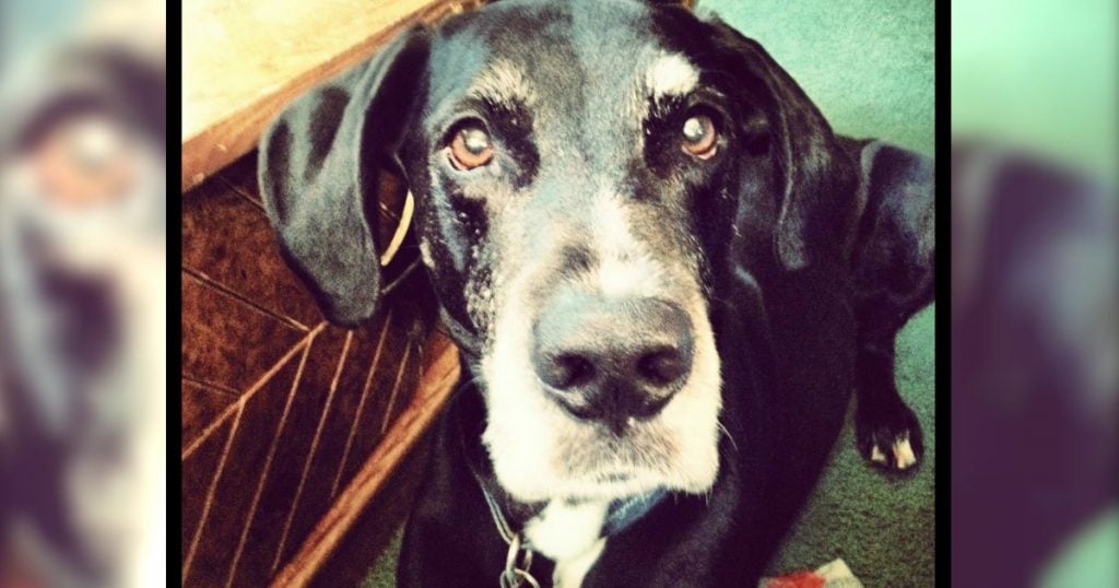 godupdates woman's touching obituary for her beloved dog 1