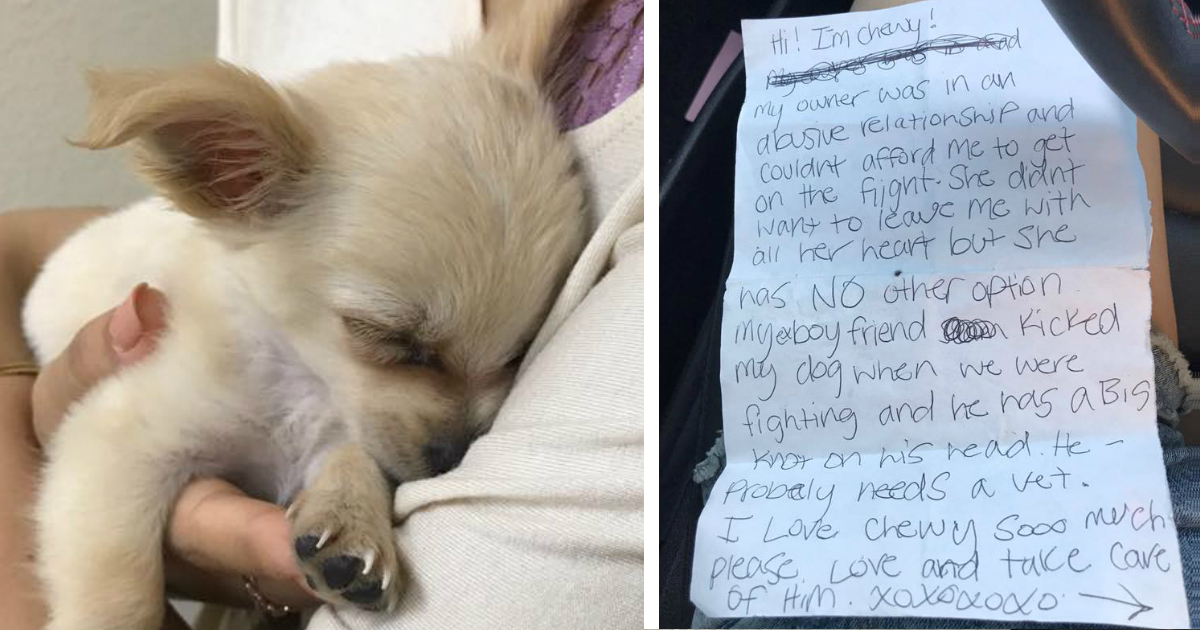 godupdates puppy abandoned in an airport bathroom with note after owner flees abusive relationship fb